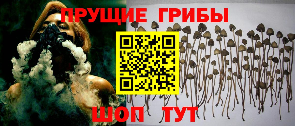 где купить   Вход с VPN  Галлюциногенные грибы Magic Shrooms  Пенза  Галлюциногенные грибы Cubensis 